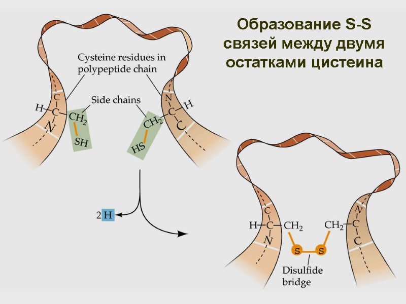 Образование S-S связей между двумя остатками цистеина